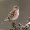 American Tree Sparrow