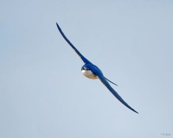 Tree Swallow in flight