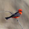 Vermilion Flycatcher