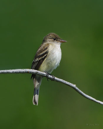 Alder Flycatcher