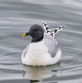 Adult plumage