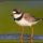 Semipalmated Plover