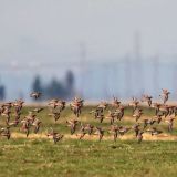 In flight - Robinson Road, Solano County, CA - November 25, 2012