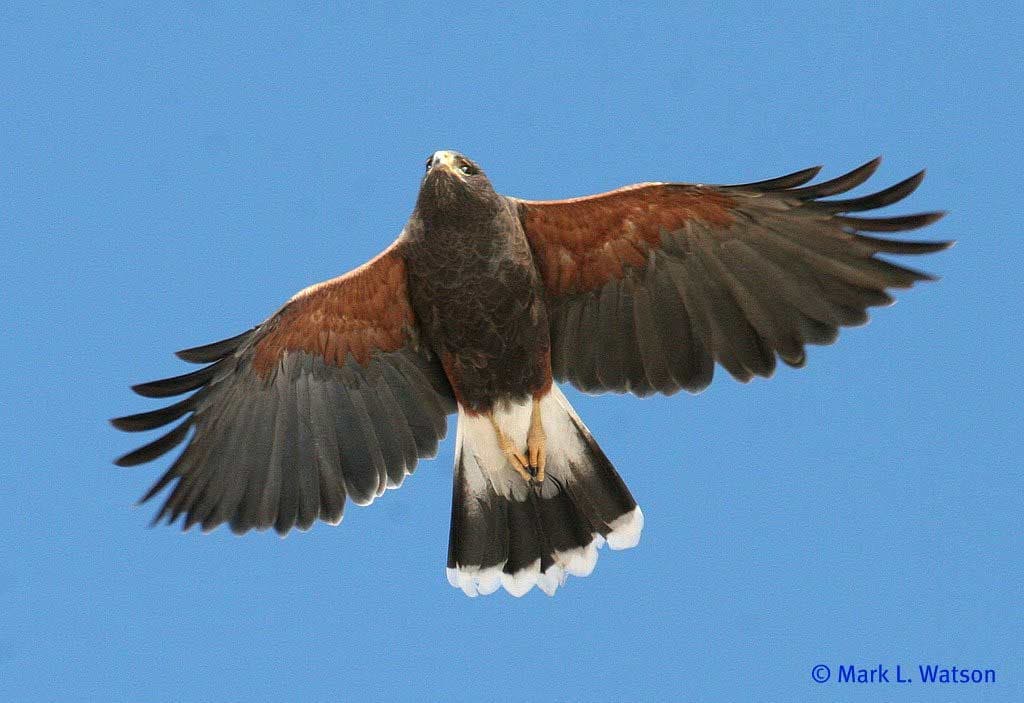 Harris' Hawk - eBirdr