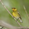 Cape May Warbler