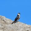 Sharp-shinned Hawk