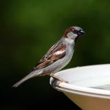 Male House Sparrow