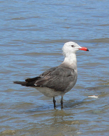 Adult breeding-plumage