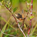 Sedge Wren