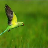 In Battaramulla, Western, LK, - Talangama Wetlands