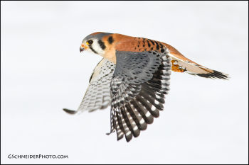 Male American Kestrel in flight