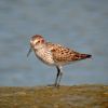 Western Sandpiper