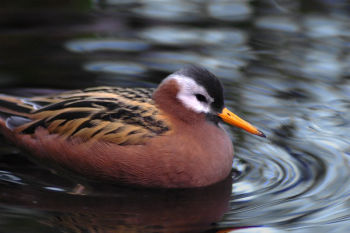 Female in breeding plumage