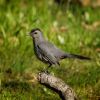 Gray Catbird