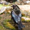 Bronzed Cowbird