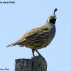 California Quail