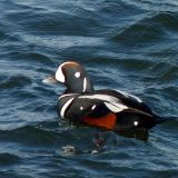 Harlequin Duck