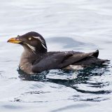 Rhinoceros Auklet