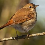 Hermit Thrush