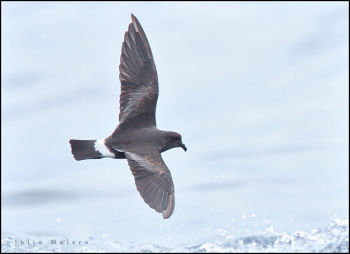 Band-rumped Storm-Petrel