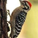 Male - Albuquerque, NM. 8 Dec 2009