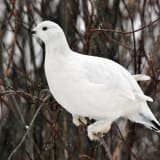 Winter plumage - March 7.