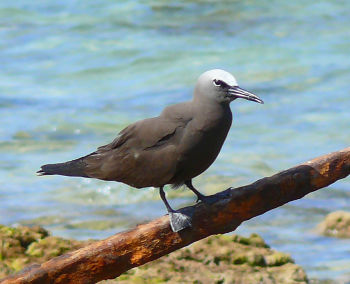 Brown Noddy