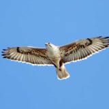 In flight near Cambria, California