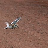 In flight