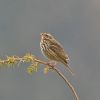 Olive-backed Pipit