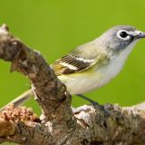 Blue-headed Vireo