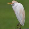 Cattle Egret