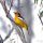 Bullock's Oriole