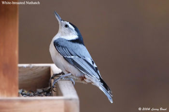 White-breasted Nuthatch at feeder