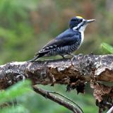 Male - Bat Lake Trail in Algonquin Park, Ontario