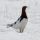 Willow Ptarmigan