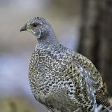 Sooty Grouse