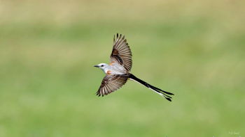 Scissor-tailed Flycatcher
