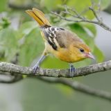 Female