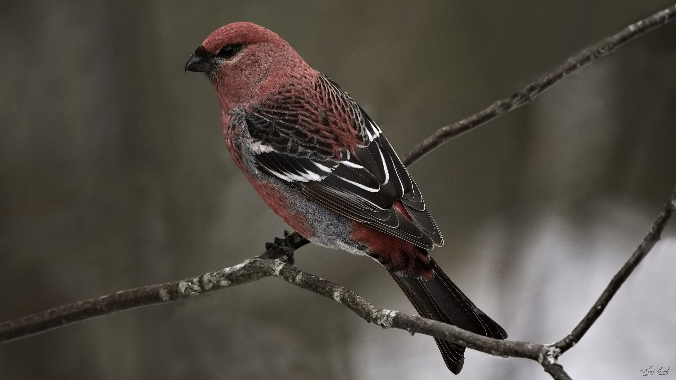 Pine Grosbeak 