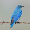 Mountain Bluebird