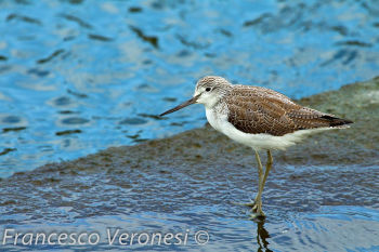 Non-breeding plumage - January 5.