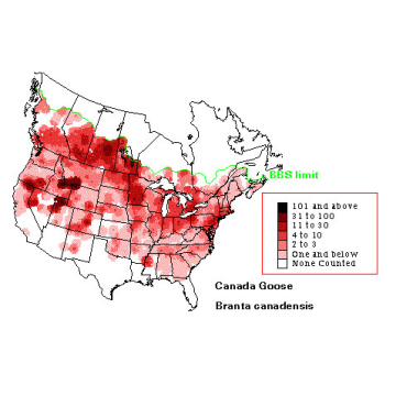 Canada Goose distribution map