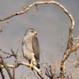 Seen along the Santa Cruz River, Amado.