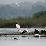 Jabiru