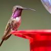 Lucifer Hummingbird