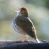 Ovenbird