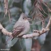 Greater Pewee