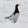 Willow Ptarmigan