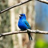 Male Indigo Bunting singing